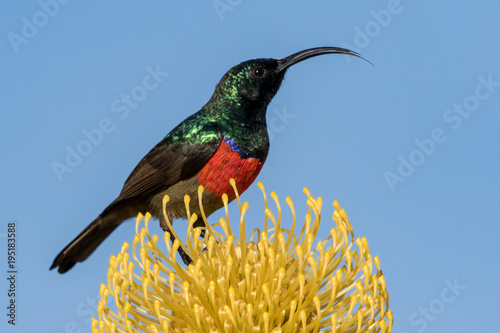 One greater double-collared sunbird feeding on a bright yellow pincushion protea against a clear blue sky. The bird's tongue is visible photo