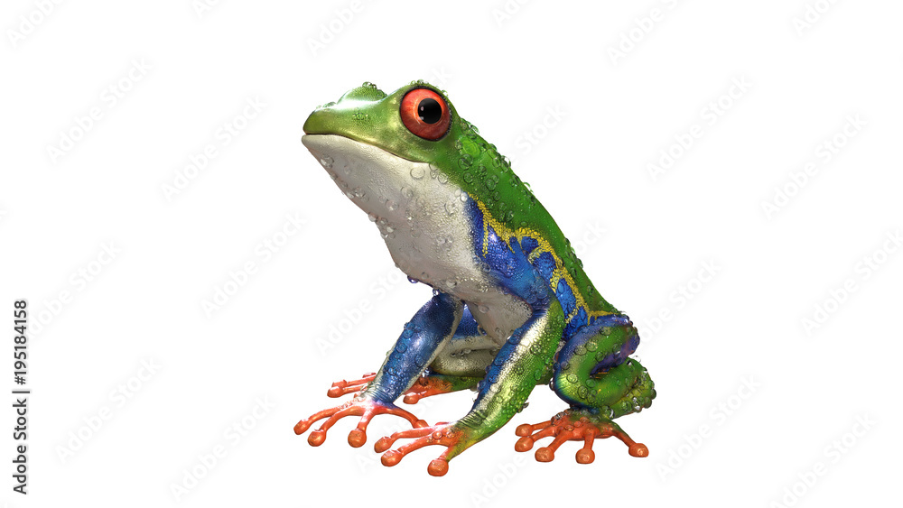 3d Illustration Red-Eyed Amazon Tree Frog (Agalychnis Callidryas),A tropical rain forest animal with vibrant eye isolated on a white background. 3d rendering. 3d Illustration Red-Eyed Amazon Tree Frog (Agalychnis Callidryas),A tropical rain forest animal with vibrant eye isolated on a white background. 3d rendering.
