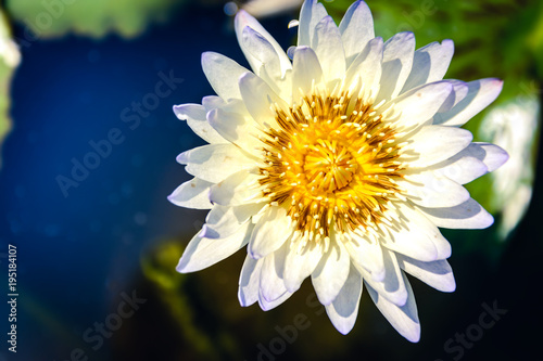  Beautiful lotus in thailand and nature.