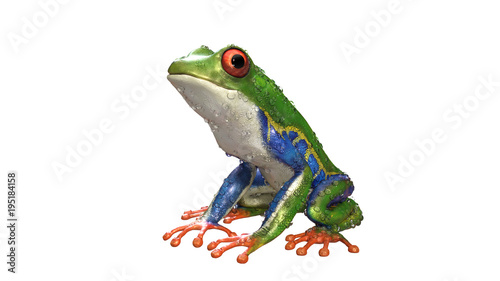 3d Illustration Red-Eyed Amazon Tree Frog (Agalychnis Callidryas),A tropical rain forest animal with vibrant eye isolated on a white background. 3d rendering.