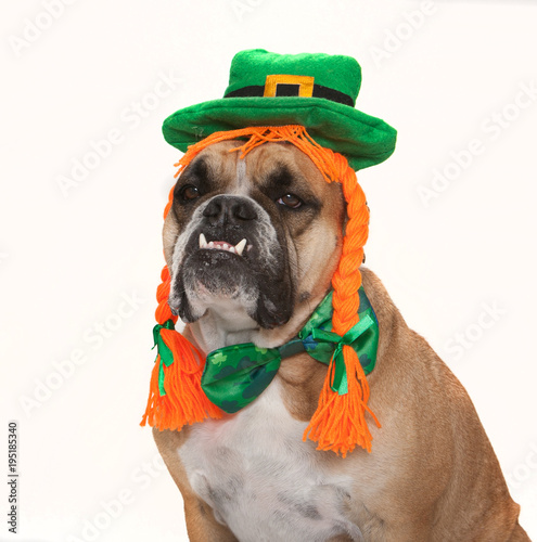 Tablou pe pânză English bulldog dressed up as a Leprechaun for St. Patrick's day