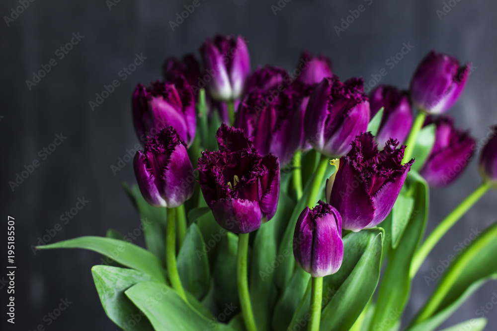 Purple Terry tulips with water drops on dark background Purple Terry tulips with water drops on dark background