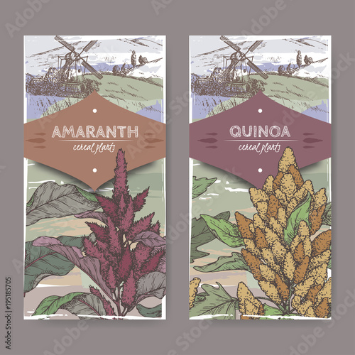 Set of two labels with Amaranthus cruentus aka amaranth and Chenopodium quinoa color sketch. Cereal plants collection. photo