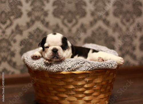bulldog, French bulldog, puppy, black, white, beauty, dog, animal © Элеонора Григорьева