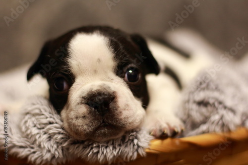 Fototapeta Naklejka Na Ścianę i Meble -  bulldog, French bulldog, puppy, black, white, beauty, dog, animal