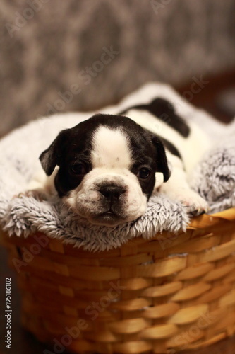 bulldog, French bulldog, puppy, black, white, beauty, dog, animal