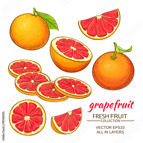 grapefruit vector set