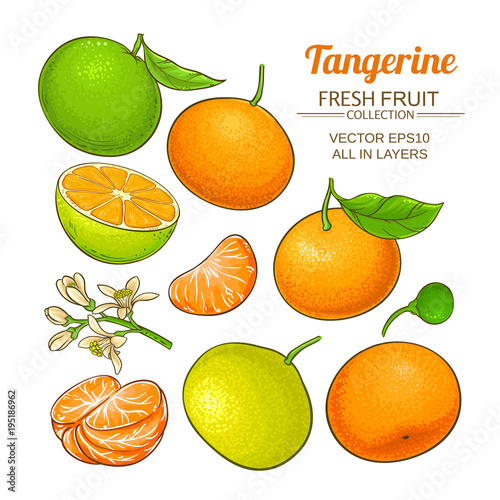 tangerine fruit vector set