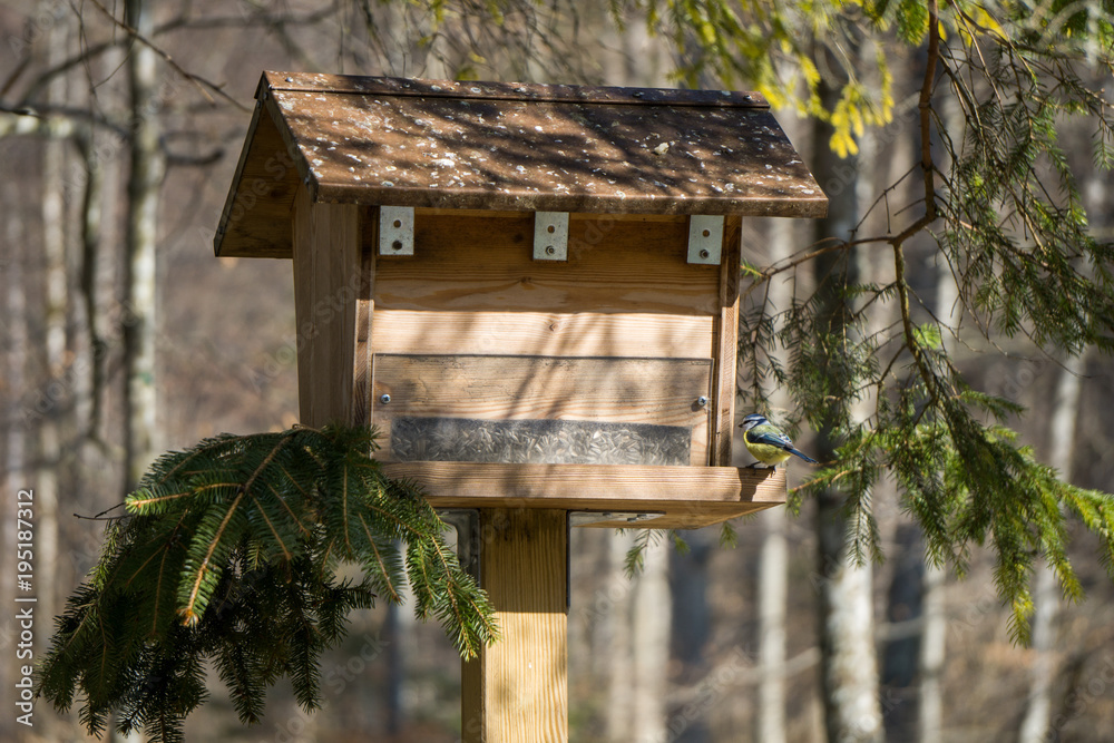 Eurasian blue tit coming to feed on seeds in the forest Eurasian blue tit coming to feed on seeds in the forest
