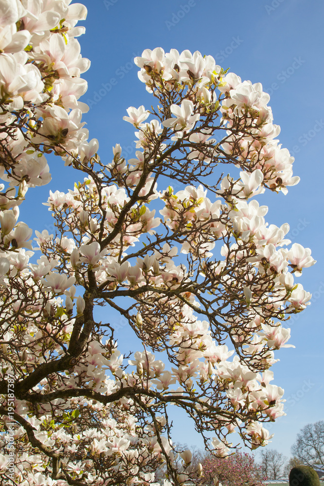 beautiful magnolia trees in full blossom with pink and white flowers, springtime park background