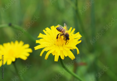 bee enjoying nectar flower