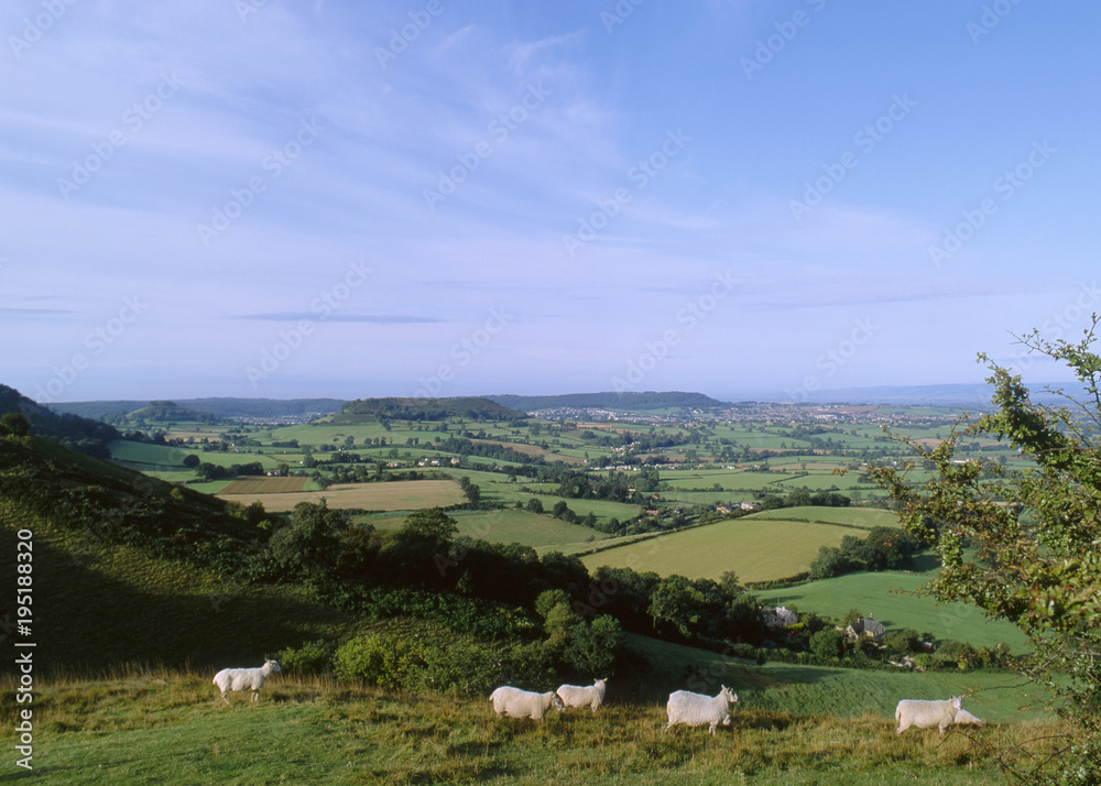 UK, Cotswolds, Gloucestershire, sheep on the hilltop above the Severn Vale at Coaley Peak