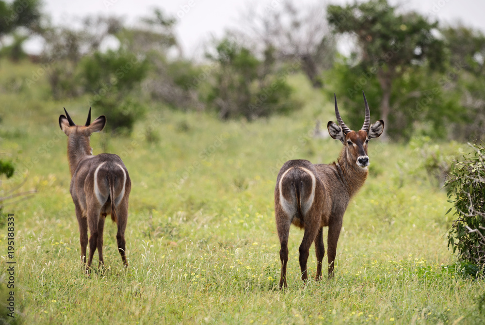 Waterbuck - Kobus ellipsiprymnus, large antelope from African savanna, Taita Hills reserve and Tsavo National Park, Kenya. Waterbuck - Kobus ellipsiprymnus, large antelope from African savanna, Taita Hills reserve and Tsavo National Park, Kenya.