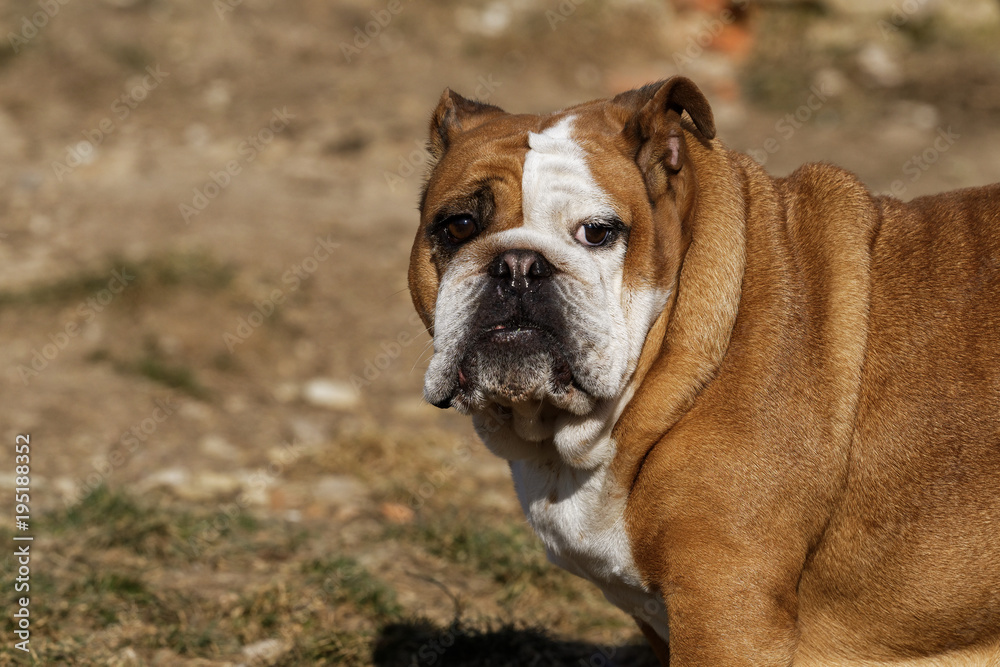 Portrait of the english bulldog