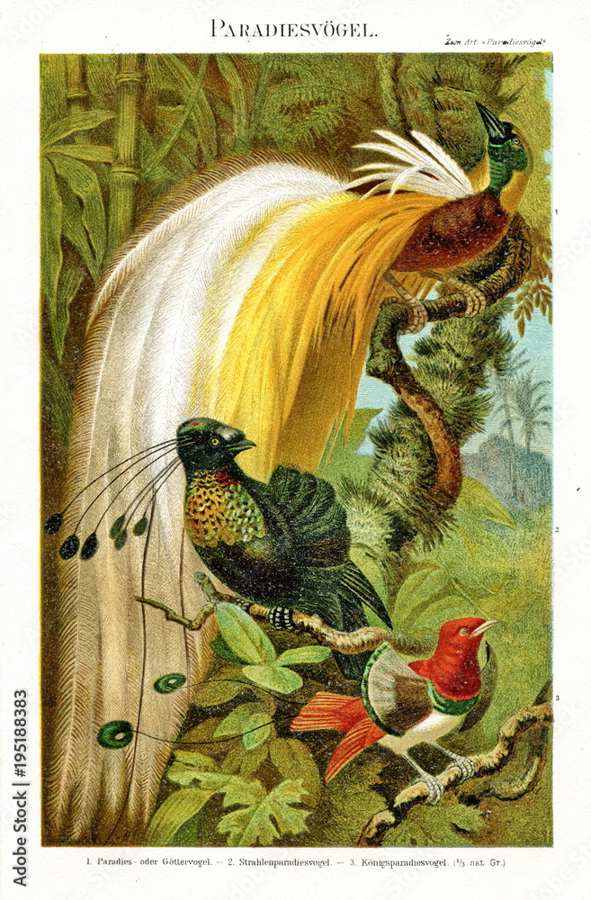 Greater bird-of-paradise (1), six-plumed bird-of paradise (2) and king bird-of-paradise (3) (from Meyers Lexikon, 1896, 13/510/511)