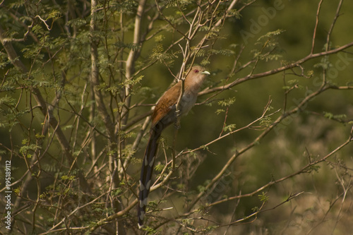 Piaya Cayana Bird, also called 