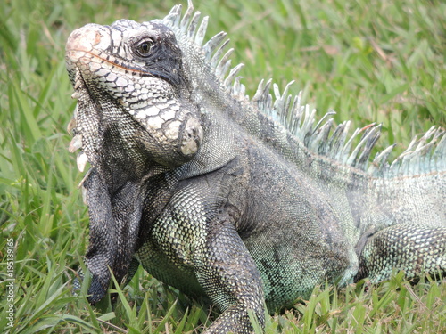 Iguana musculosa. 