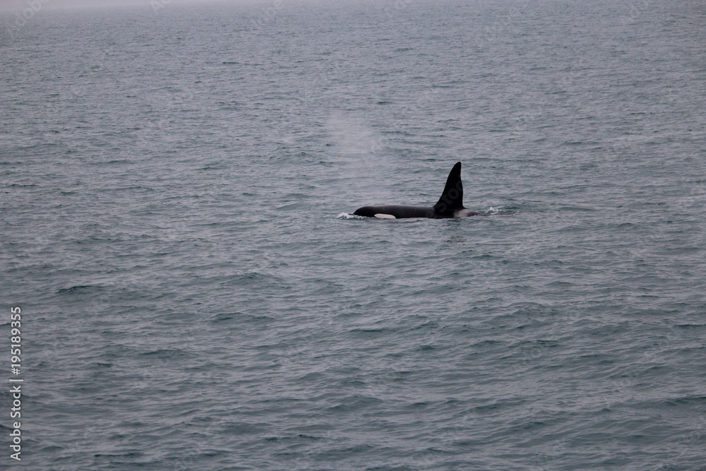 Fototapeta premium whale watching- orca / killer whale in iceland