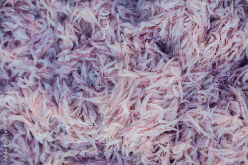 фотографія fresh krill Shrimp