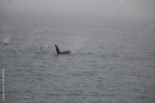 whale watching- orca / killer whale in iceland