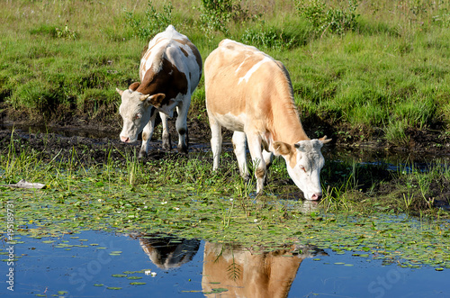 A cows drink water in a beautiful natural park. photo