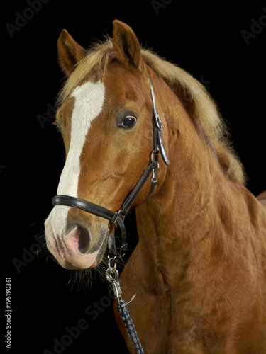 Fuchsfarbenes Pferd im Fotostudio vor schwarzem Hintergrund.
