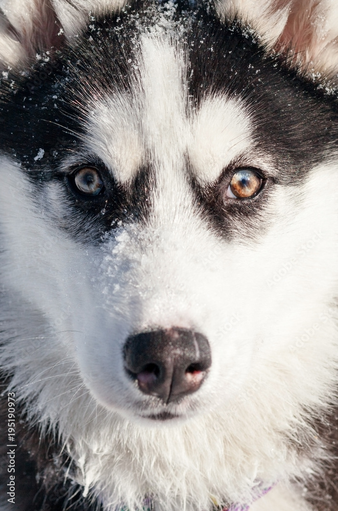 Naklejka premium Close-up cute husky