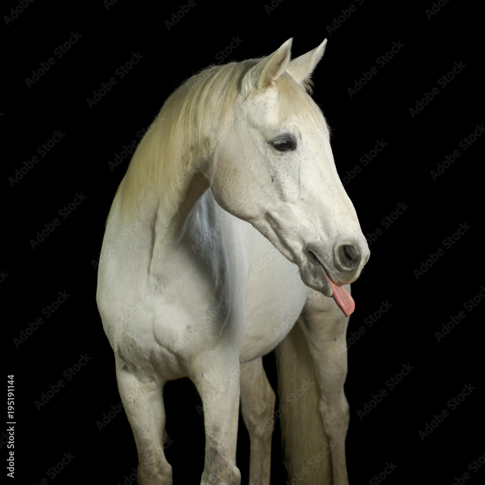 Pferd streckt seine Zunge raus. Aufgenommen im Fotostudio vor schwarzem Hintergrund. Pferd streckt seine Zunge raus. Aufgenommen im Fotostudio vor schwarzem Hintergrund.