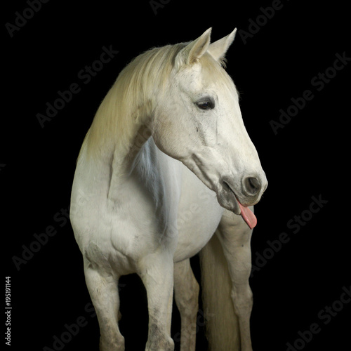 Pferd streckt seine Zunge raus. Aufgenommen im Fotostudio vor schwarzem Hintergrund.