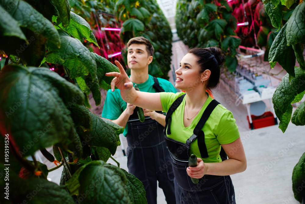 Obraz premium Two people working in a greenhouse.