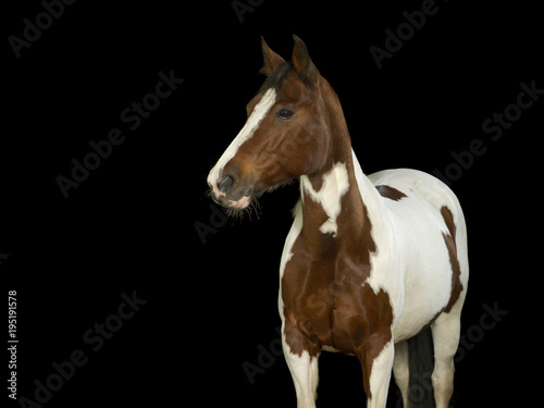 Braun und weiß geschecktes Pferd im Fotostudio vor schwarzem Hintergrund.