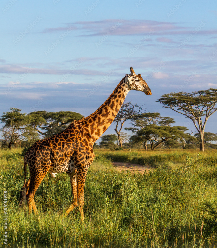 Giraffe walking in the Serengeti National Park in Tanzania