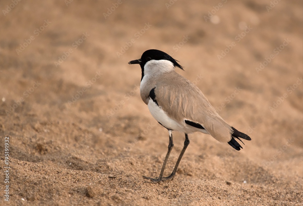 River Lapwing on the banks of Chambal River River Lapwing on the banks of Chambal River