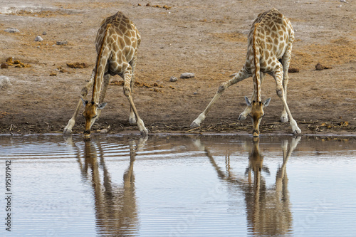 Drinking giraffes at a waterhole in Etosha National Park in Namibia, Africa