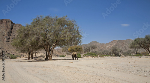 Desert Elephant in a dry riverbed in the remote area on the edge of Kaokoveld and Skeleton Coast