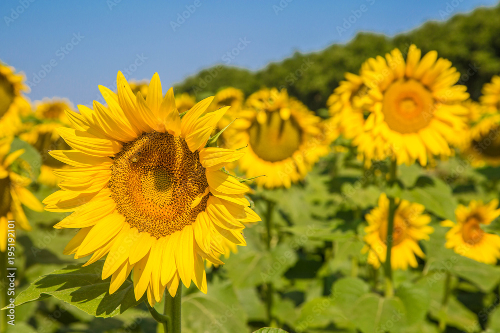 traumhafte gleichmäßige und große Sonnenblumen auf mediterranem Sonnenblumenfeld