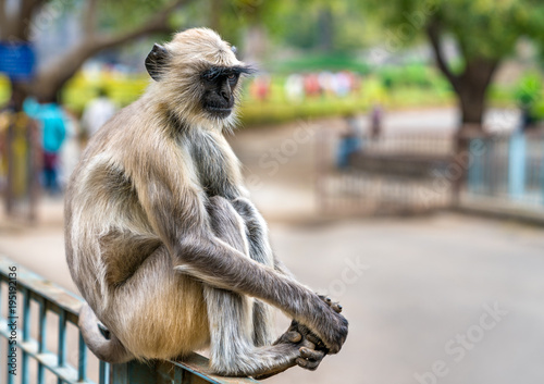Gray langur monkey at Ellora Caves in India