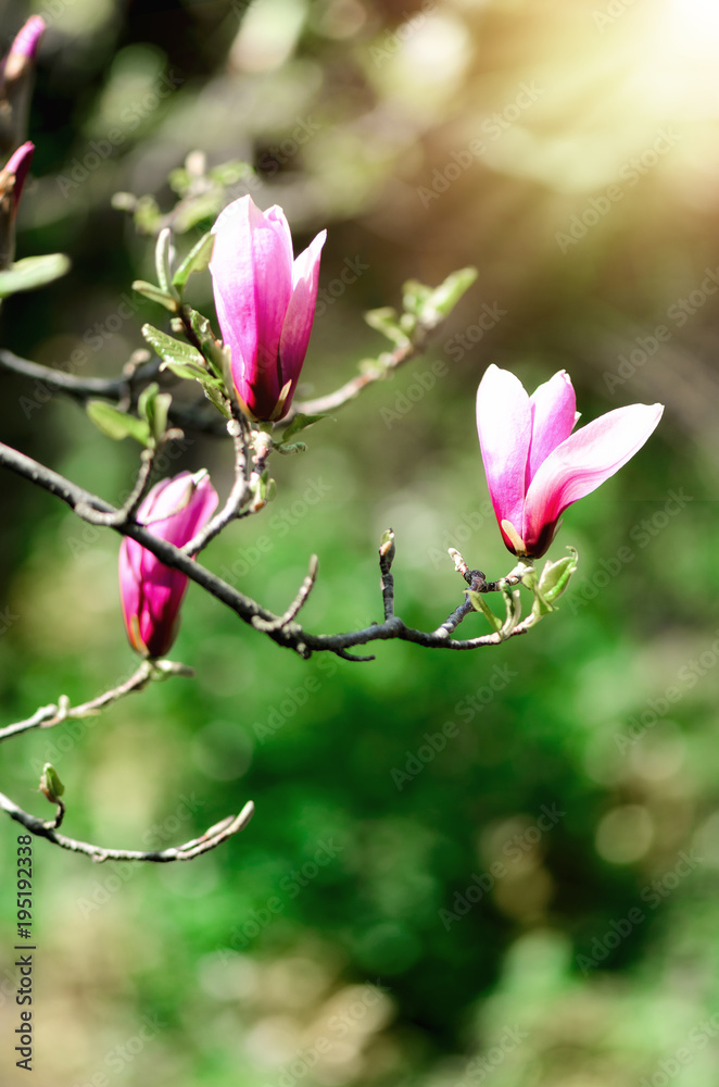 Fototapeta premium Blooming magnolia tree in the spring sun rays. Selective focus. Copy space. Easter, blossom spring, sunny woman day concept. Pink purple magnolia flowers.