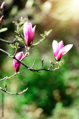 Blooming magnolia tree in the spring sun rays. Selective focus. Copy space. Easter  blossom spring  sunny woman day concept. Pink purple magnolia flowers.