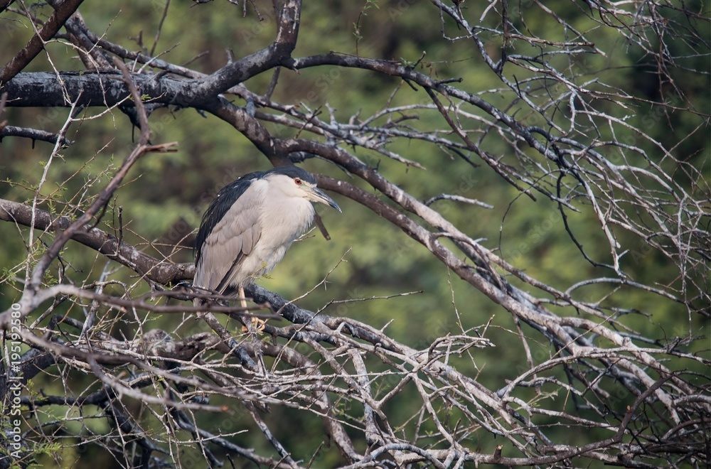 Fototapeta premium Black-crowned night heron