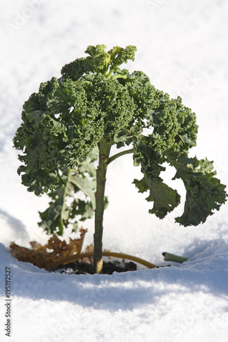 Lippische Palme (Grünkohl) photo