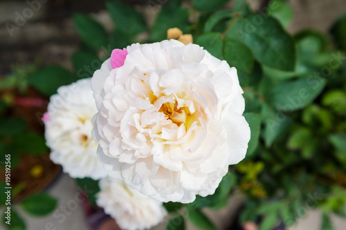 Beautiful roses in the garden