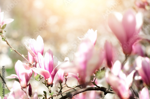 Blooming magnolia tree in the spring sun rays. Selective focus. Copy space. Easter  blossom spring  sunny woman day concept. Pink purple magnolia flowers.