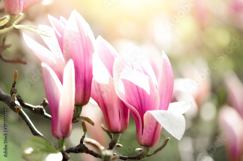 Blooming magnolia tree in the spring sun rays. Selective focus. Copy space. Easter  blossom spring  sunny woman day concept. Pink purple magnolia flowers.