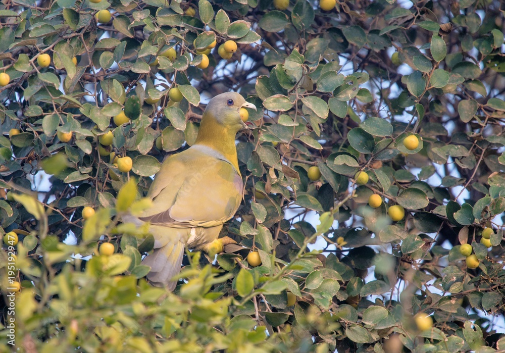 Fototapeta premium Yellow-footed green pigeon on a fruit tree in the wild in Bharatpur