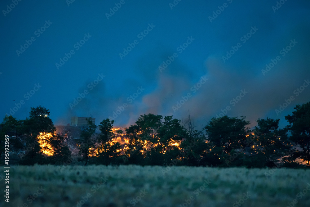 Forest fire at night