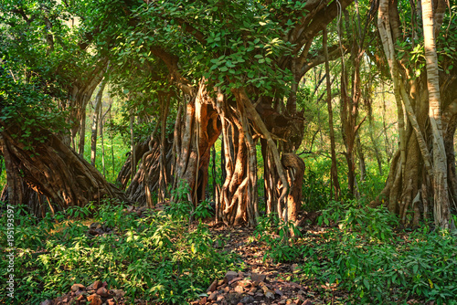 Fototapeta Naklejka Na Ścianę i Meble -  Scenic view of jungle with Indian banyan