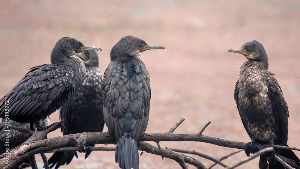 Fototapeta premium Indian Cormorants