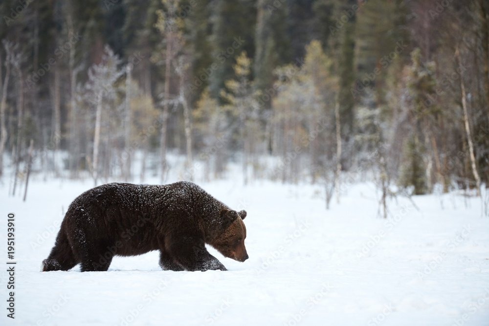 Brown bear walking in the snow Brown bear walking in the snow