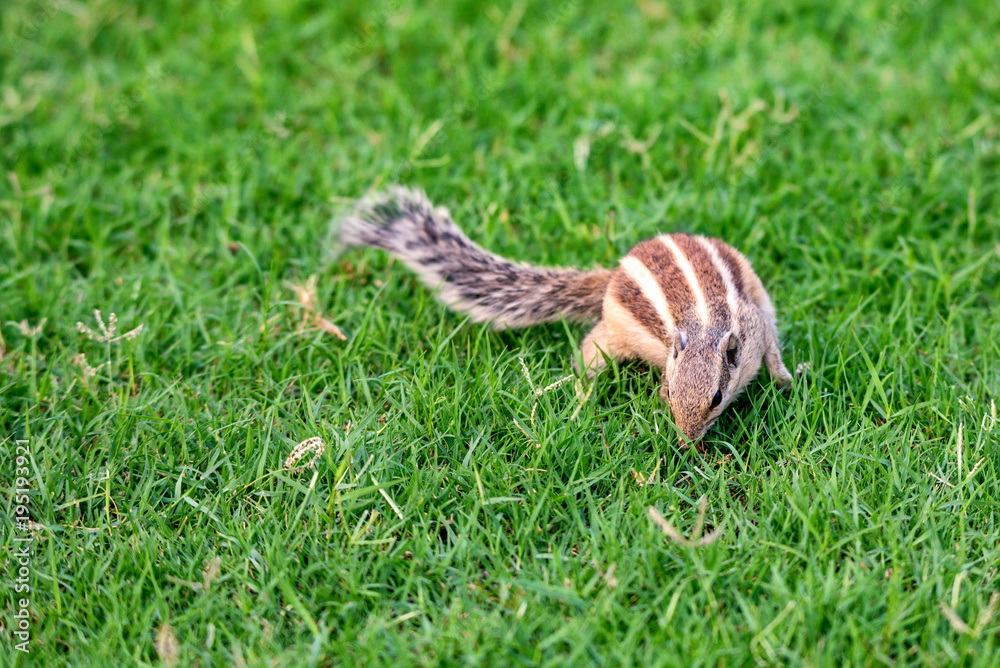 Fototapeta premium Northern palm squirrel or Funambulus pennantii